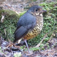Undulated Antpitta